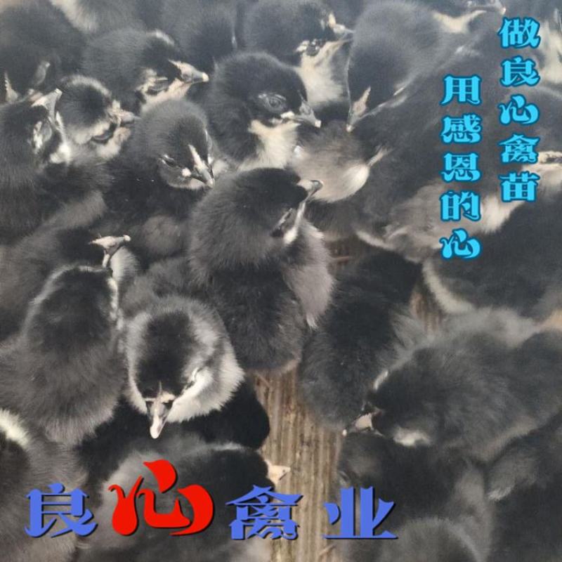 孵化场出售黑土鸡苗山地放养小脚黑鸡运输包损耗包技术指导