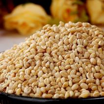 大麦仁大麦米批发脱壳去皮麦仁粥原料散装五谷杂粮40斤