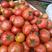 草莓西红柿苗普罗旺斯番茄苗铁皮柿子苗番茄苗