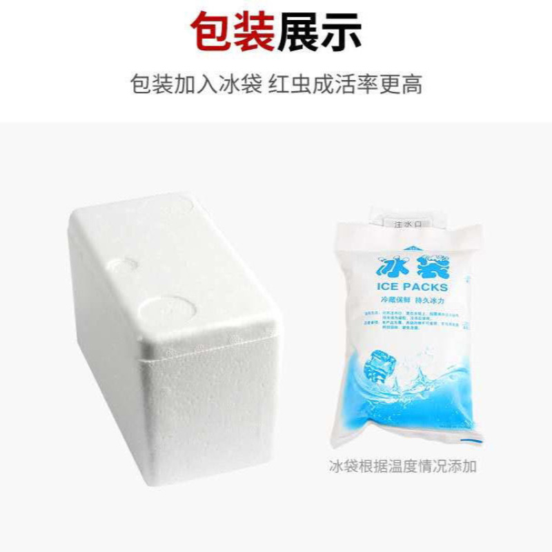 天津野生红虫批发零售欢迎老板下单