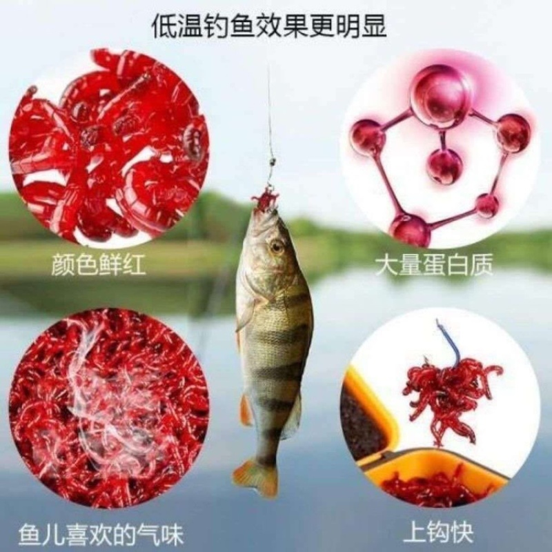 天津野生红虫批发零售欢迎老板下单