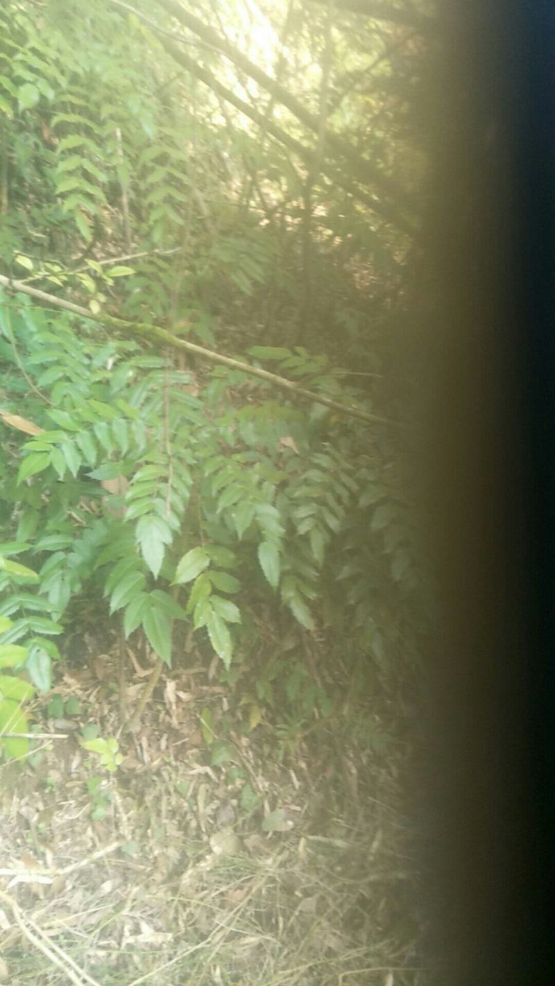 野生十大功劳，土黄莲苗，自然生长，药用价值高，天然无污染