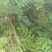 野生十大功劳，土黄莲苗，自然生长，药用价值高，天然无污染