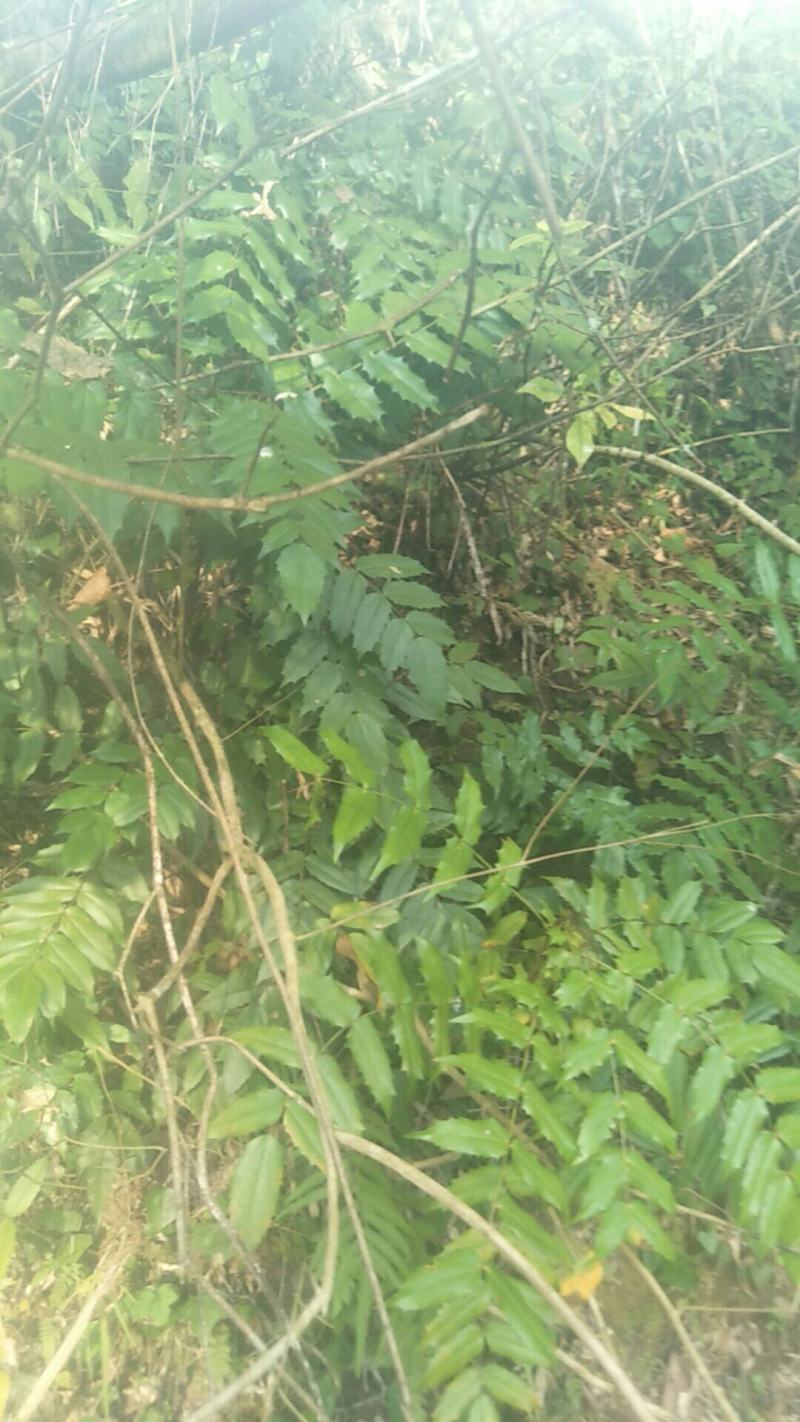 野生十大功劳，土黄莲苗，自然生长，药用价值高，天然无污染