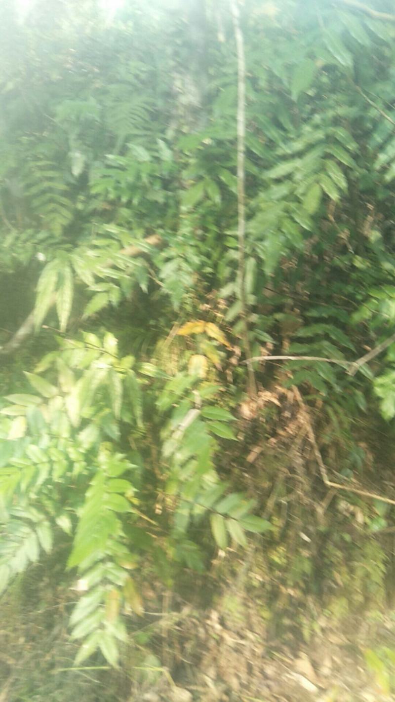 野生十大功劳，土黄莲苗，自然生长，药用价值高，天然无污染