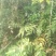 野生十大功劳，土黄莲苗，自然生长，药用价值高，天然无污染
