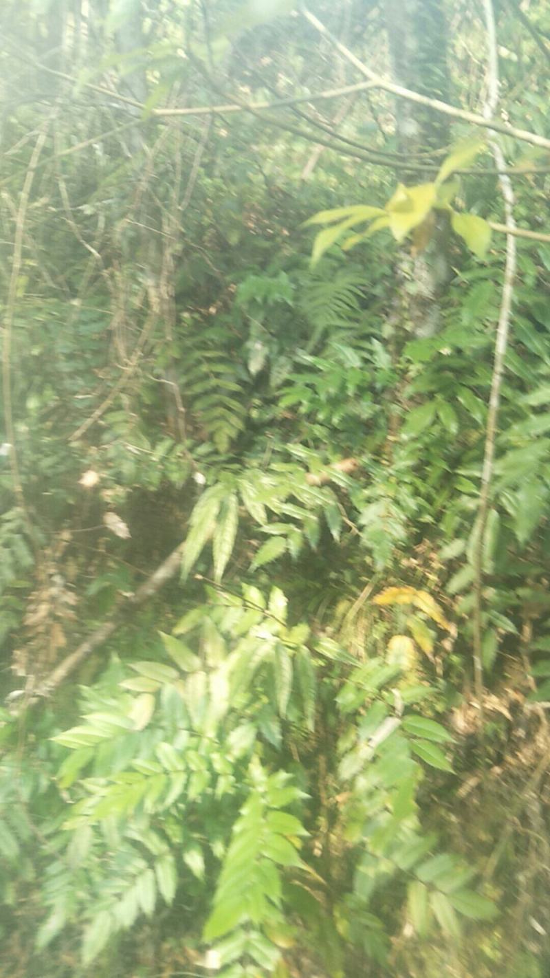 野生十大功劳，土黄莲苗，自然生长，药用价值高，天然无污染