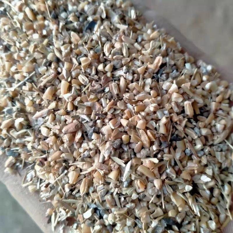 碎小麦(草籽麦)货源充足厂家直销一手货源价格美丽