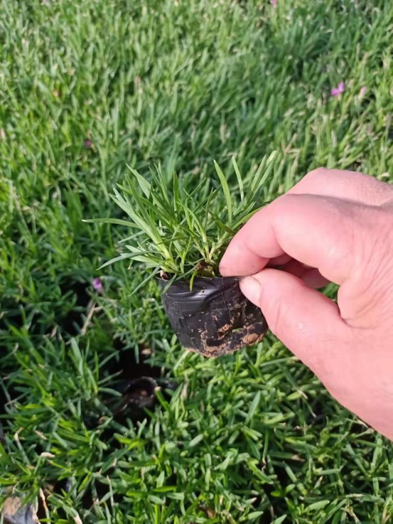 开花机器欧石竹双色盆欧石竹爆盆欧石竹观赏性超高