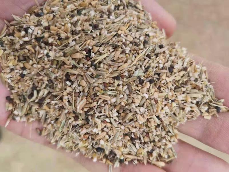 碎小麦(草籽麦)货源充足厂家直销一手货源价格美丽