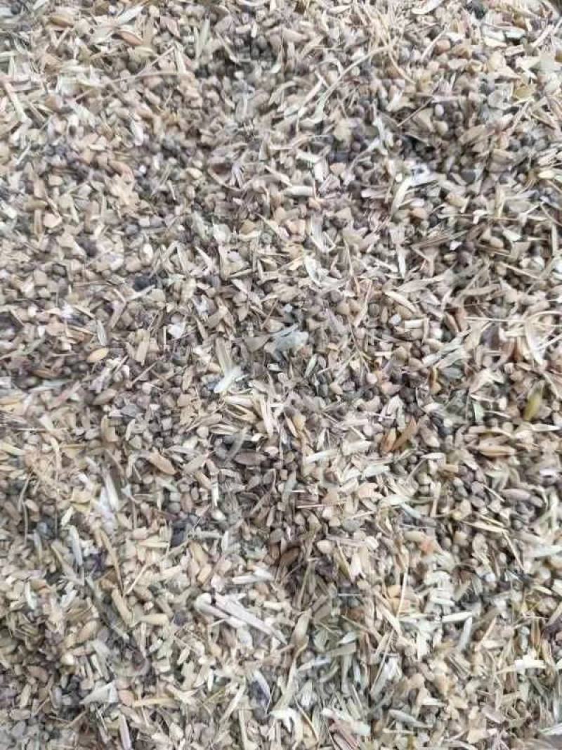 碎小麦(草籽麦)货源充足厂家直销一手货源价格美丽
