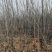 【牛商热卖】梨树苗秋月梨树苗基地直供欢参观考察