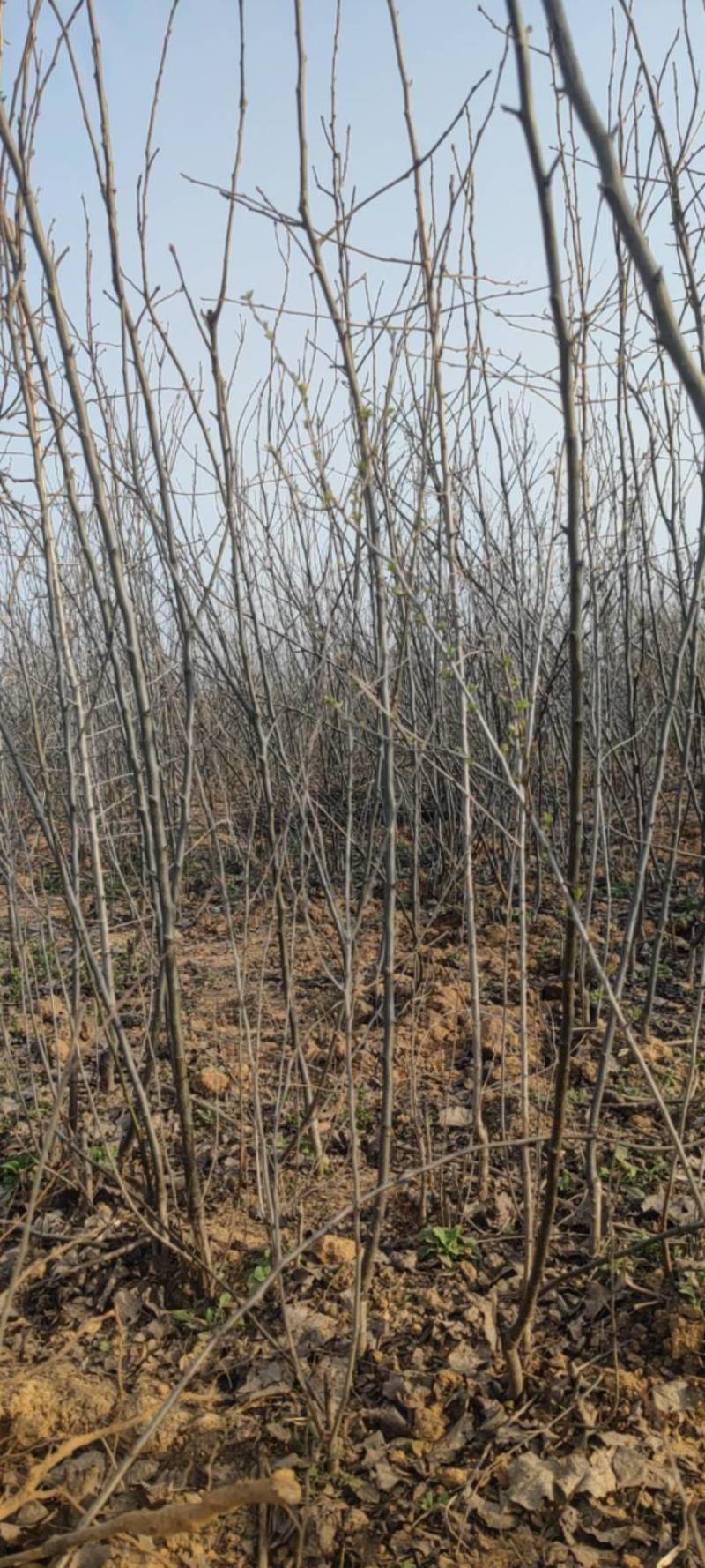 【牛商热卖】梨树苗秋月梨树苗基地直供欢参观考察