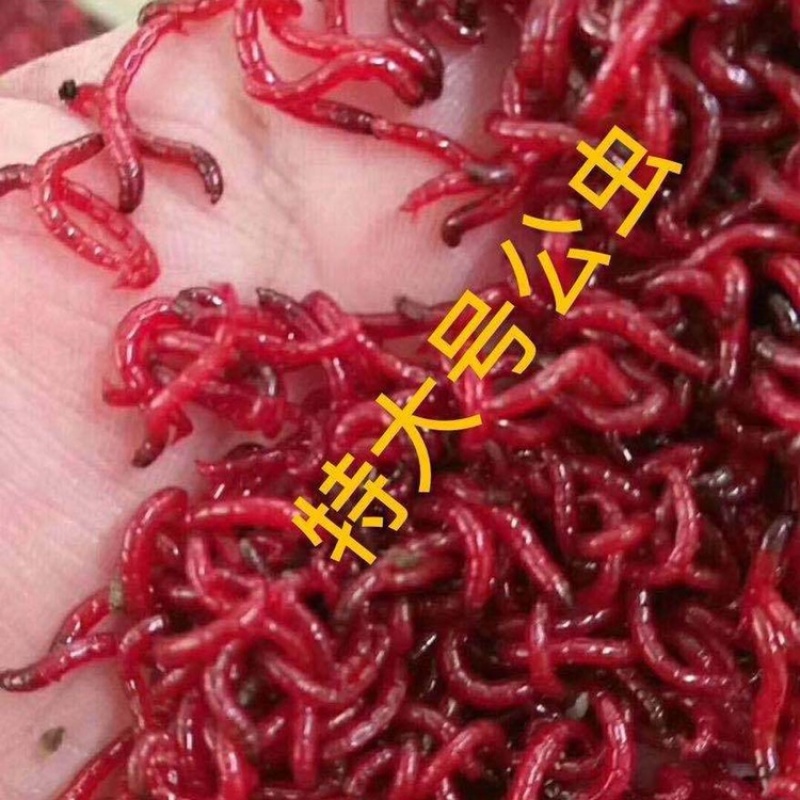 野生红虫批发大量价格优惠产地直发