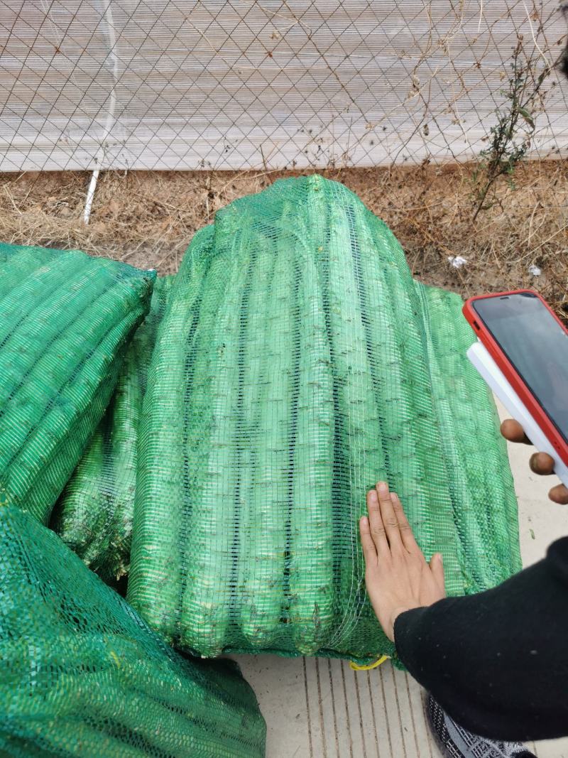 云南莴苣莴笋杆子青皮青肉，大理上市，产地一手货源。