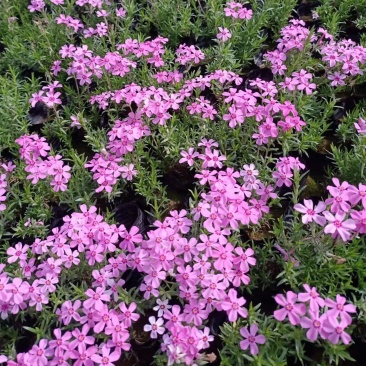 芝樱花苗丛生福禄考芝樱花海工程苗大量有货基地直发