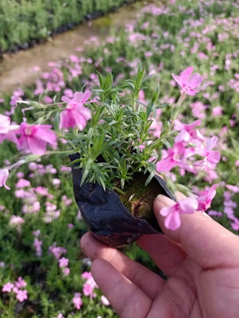 芝樱花苗丛生福禄考芝樱花海工程苗大量有货基地直发