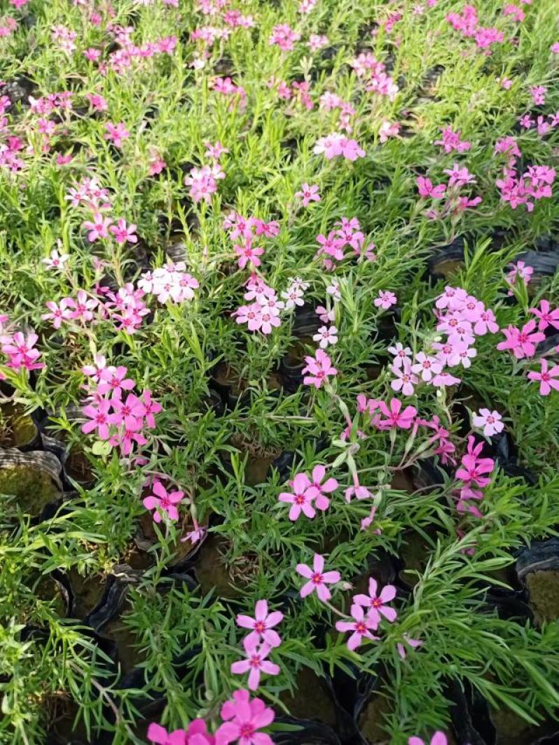 芝樱花苗丛生福禄考芝樱花海工程苗大量有货基地直发