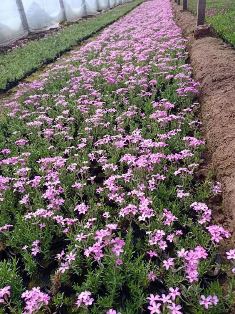 芝樱花苗丛生福禄考芝樱花海工程苗大量有货基地直发