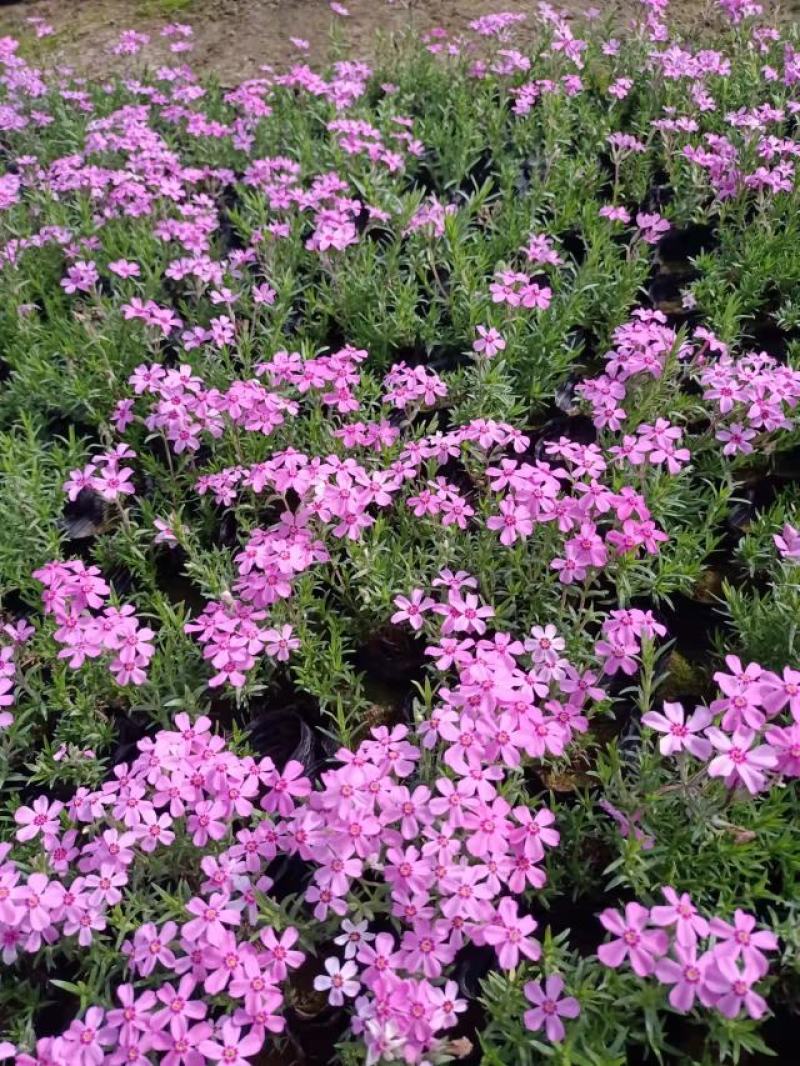芝樱花苗丛生福禄考芝樱花海工程苗大量有货基地直发