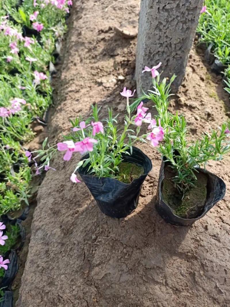 芝樱花苗丛生福禄考芝樱花海工程苗大量有货基地直发