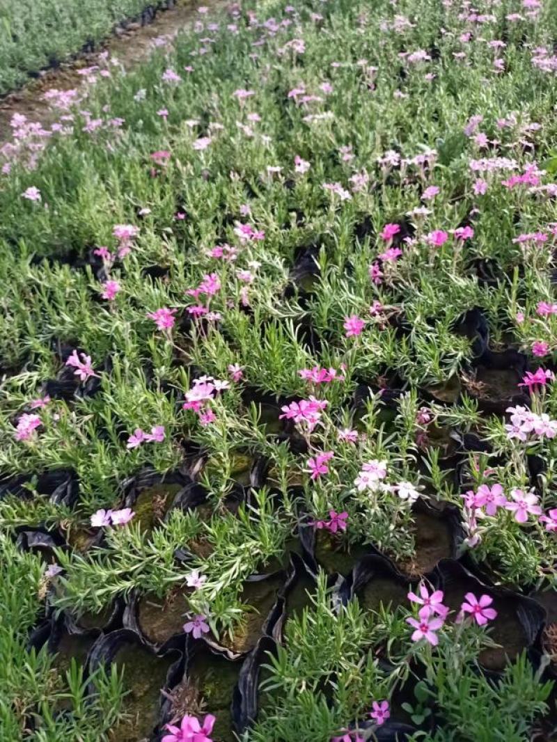 芝樱花苗丛生福禄考芝樱花海工程苗大量有货基地直发
