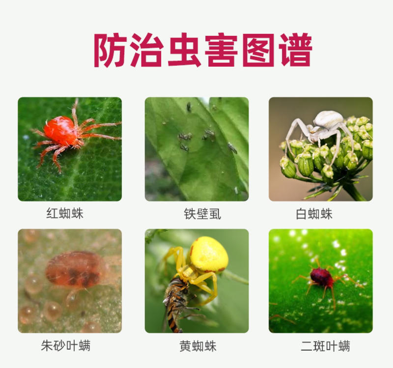 红蜘蛛专用阿维哒螨灵锈壁虱果树蔬菜花卉农药杀螨剂