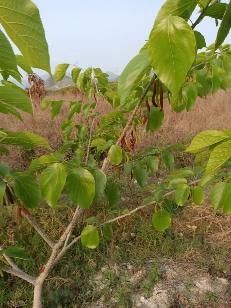 海宁嫁接苗果桑苗二年带叉枝果桑包技术包对版，桑树苗