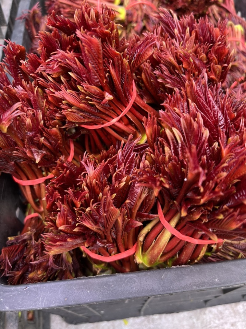大量供应正宗红香椿芽，