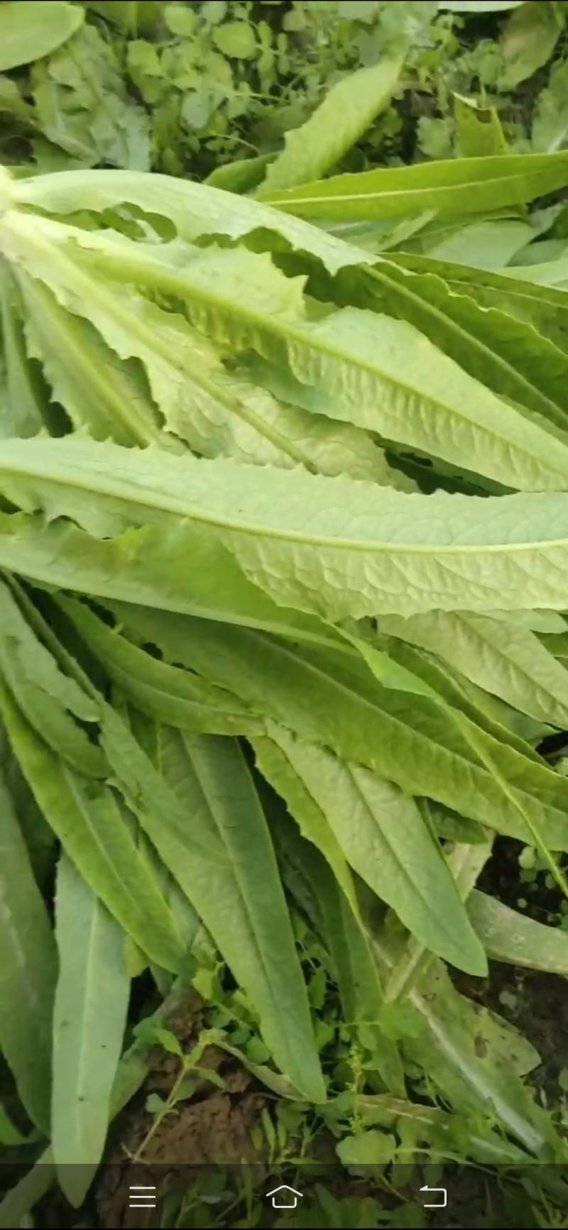 油麦菜（电商超市）真诚交友让你买好货放心。保证质