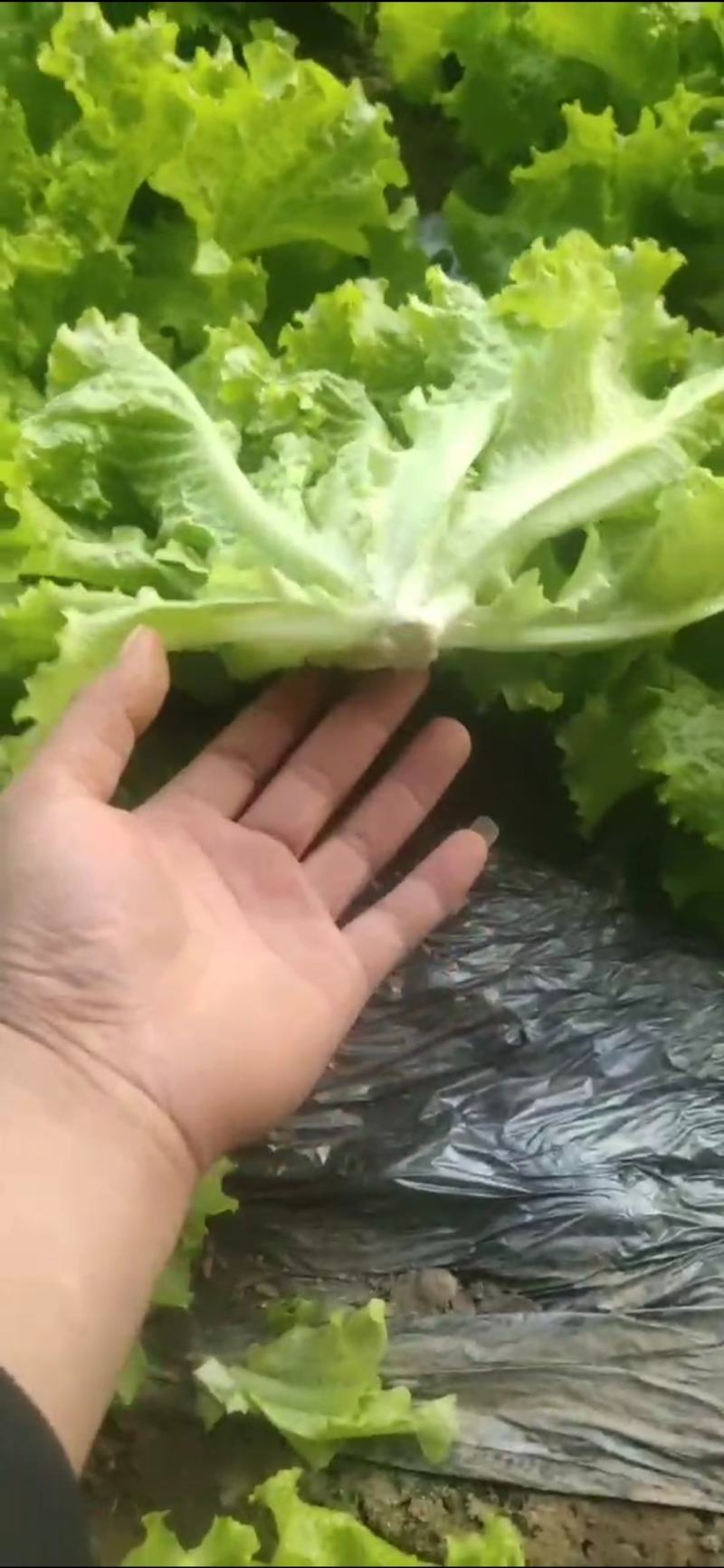 油麦菜（电商超市）真诚交友让你买好货放心。保证质