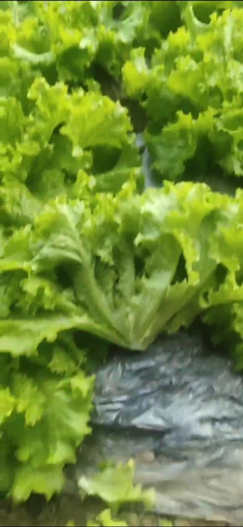 油麦菜（电商超市）真诚交友让你买好货放心。保证质