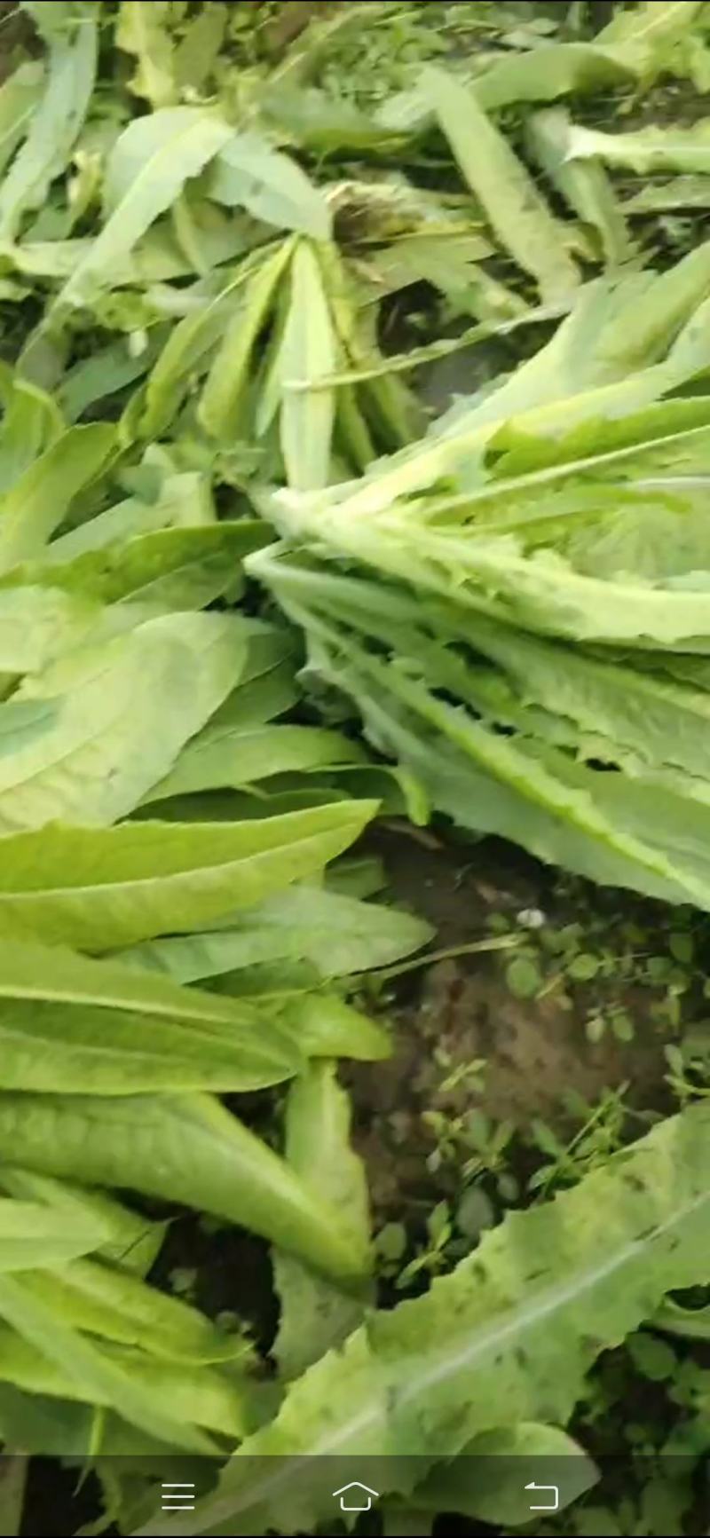 油麦菜（电商超市）真诚交友让你买好货放心。保证质