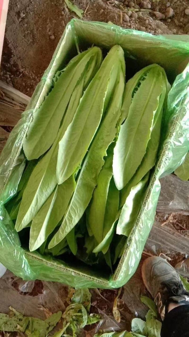 油麦菜（电商超市）真诚交友让你买好货放心。保证质