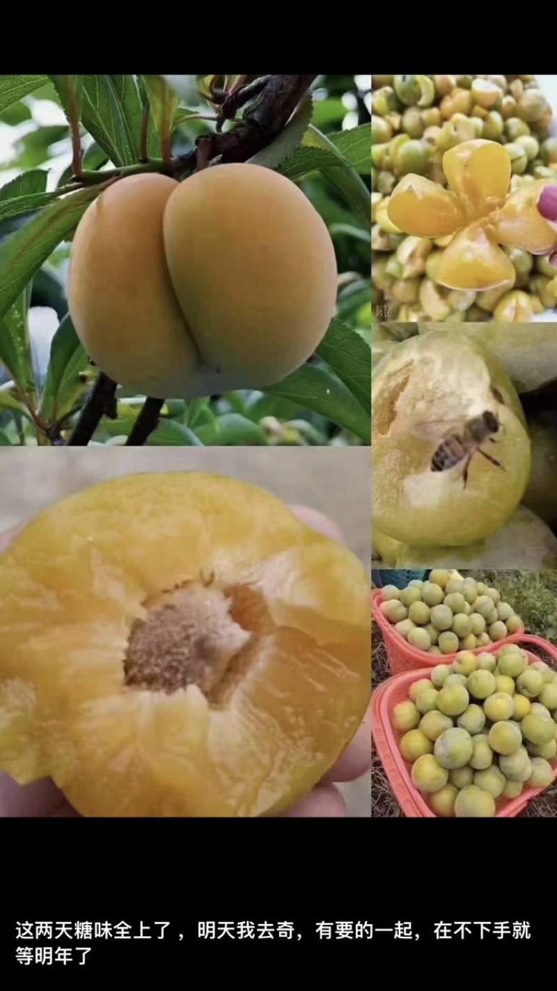 贵州安顺六马镇，峰塘李，四月李