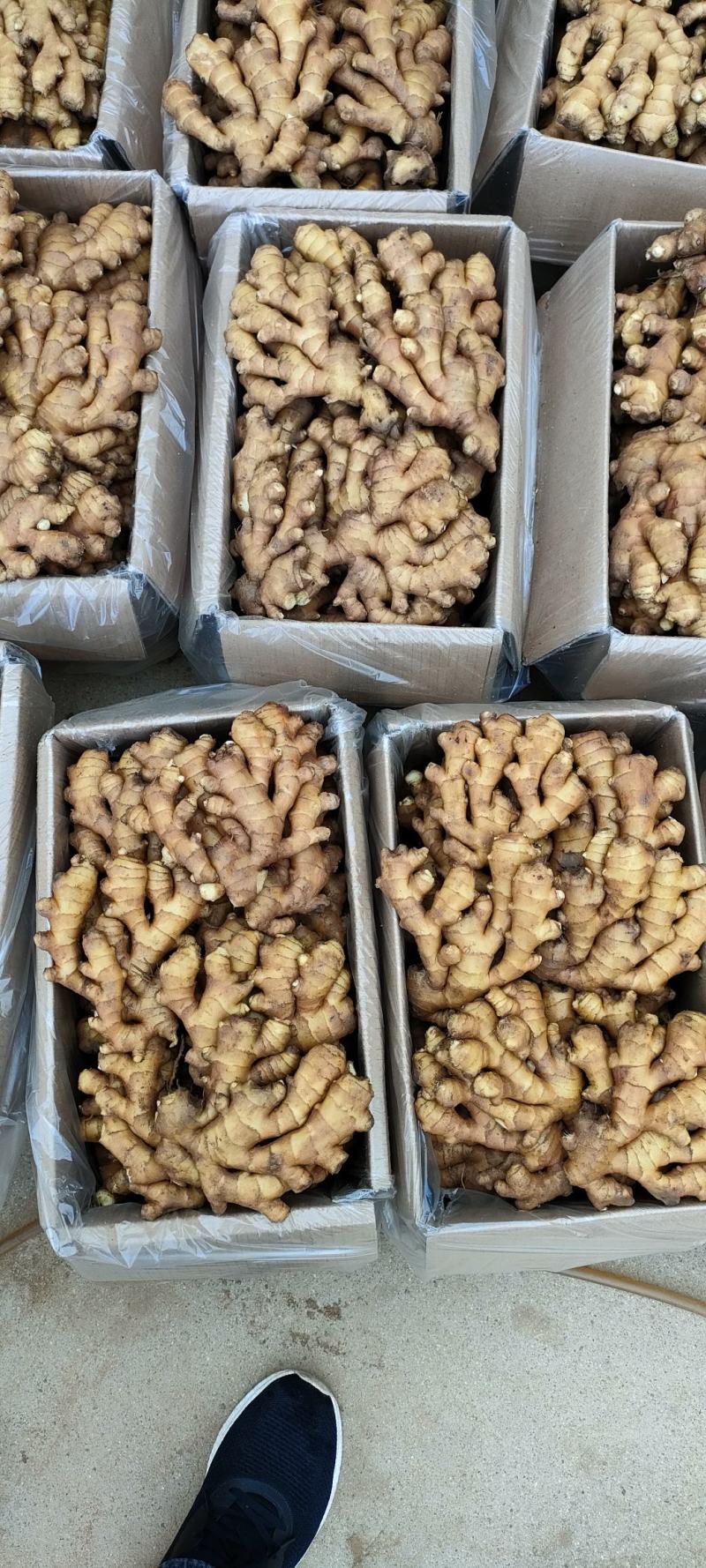 小黄姜姜疗足疗用姜优质小黄姜常年批发供应全国可物流发货