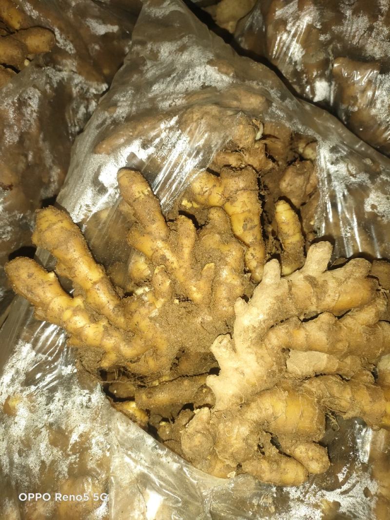 小黄姜姜疗足疗用姜优质小黄姜常年批发供应全国可物流发货