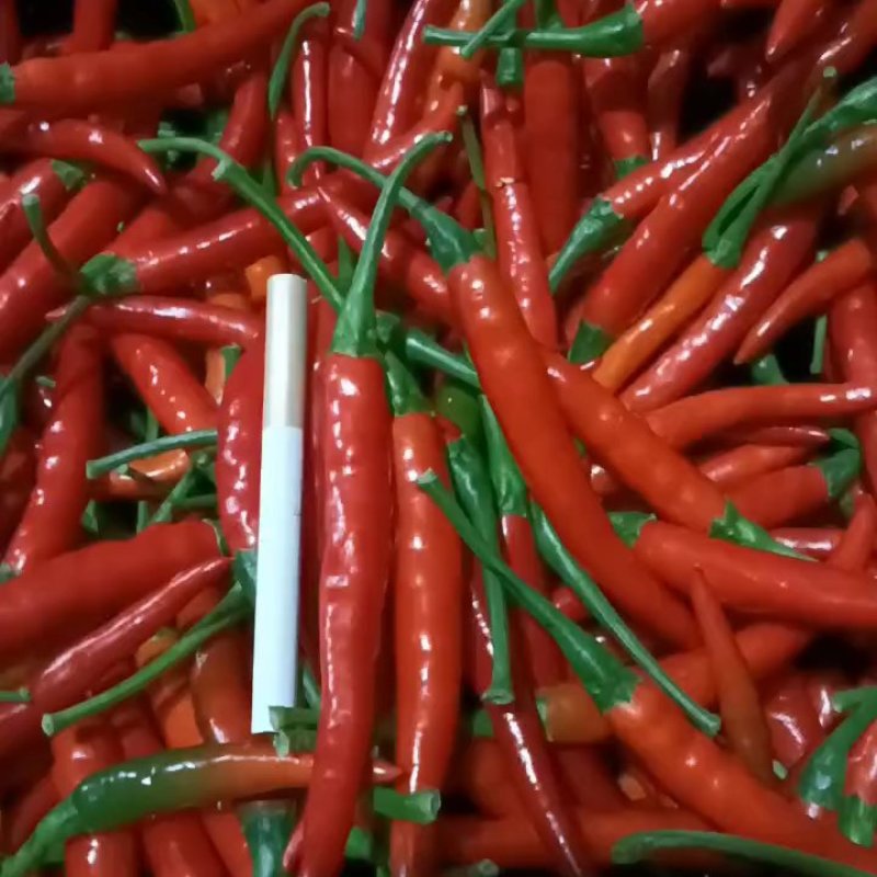 小米椒朝天椒云南辣椒