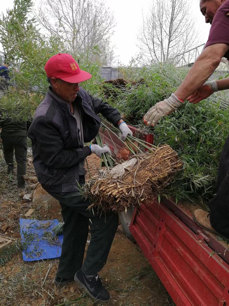 淡竹,早园竹,刚竹,毛竹，绿化竹子品种多，规格全