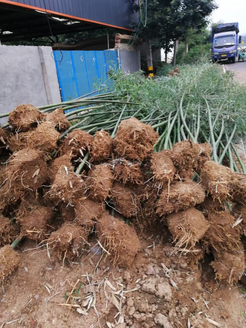 淡竹,早园竹,刚竹,毛竹，绿化竹子品种多，规格全