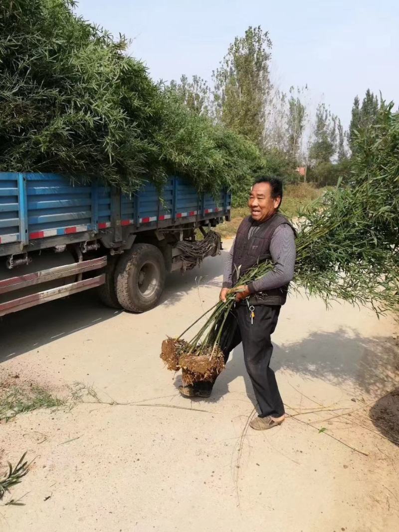 淡竹,早园竹,刚竹,毛竹，绿化竹子品种多，规格全