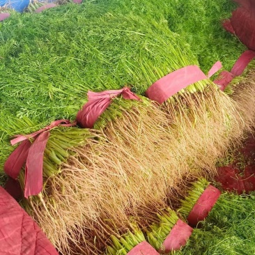 邯郸本地甘蓝茴香大量上市中