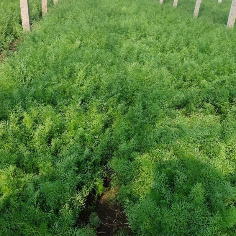 邯郸本地甘蓝茴香大量上市中