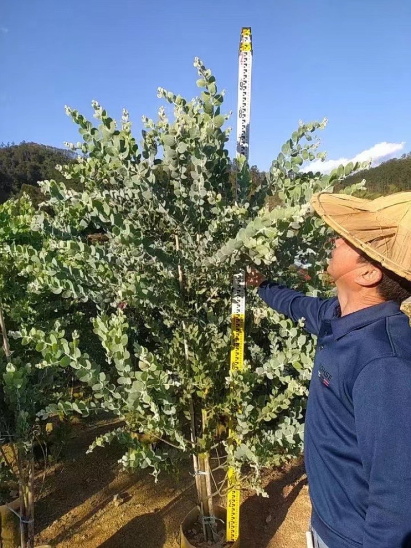 银合欢