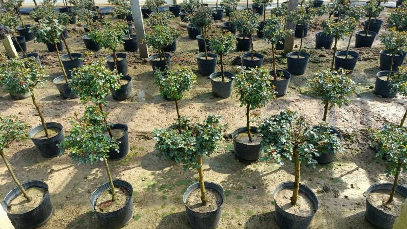 棒棒糖月季花盆栽，80-100公分，坤盛月季基地大量现货
