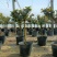 棒棒糖月季花盆栽，80-100公分，坤盛月季基地大量现货