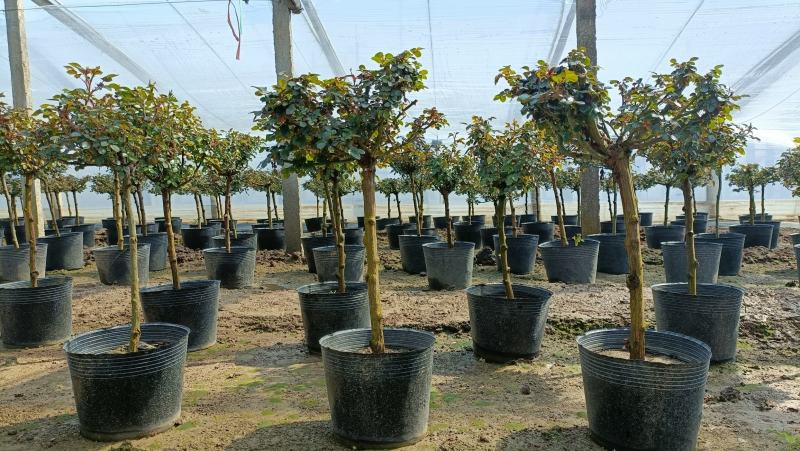 棒棒糖月季花盆栽，80-100公分，坤盛月季基地大量现货