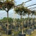 棒棒糖月季花盆栽，80-100公分，坤盛月季基地大量现货