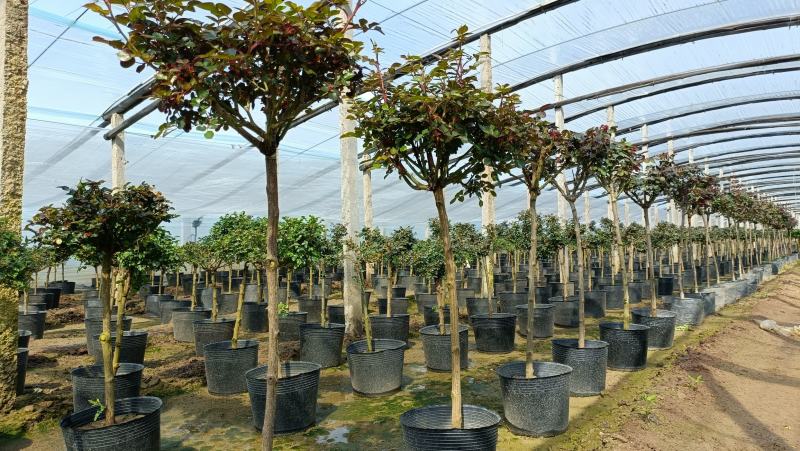 棒棒糖月季花盆栽，80-100公分，坤盛月季基地大量现货