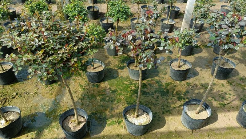 棒棒糖月季花盆栽，80-100公分，坤盛月季基地大量现货